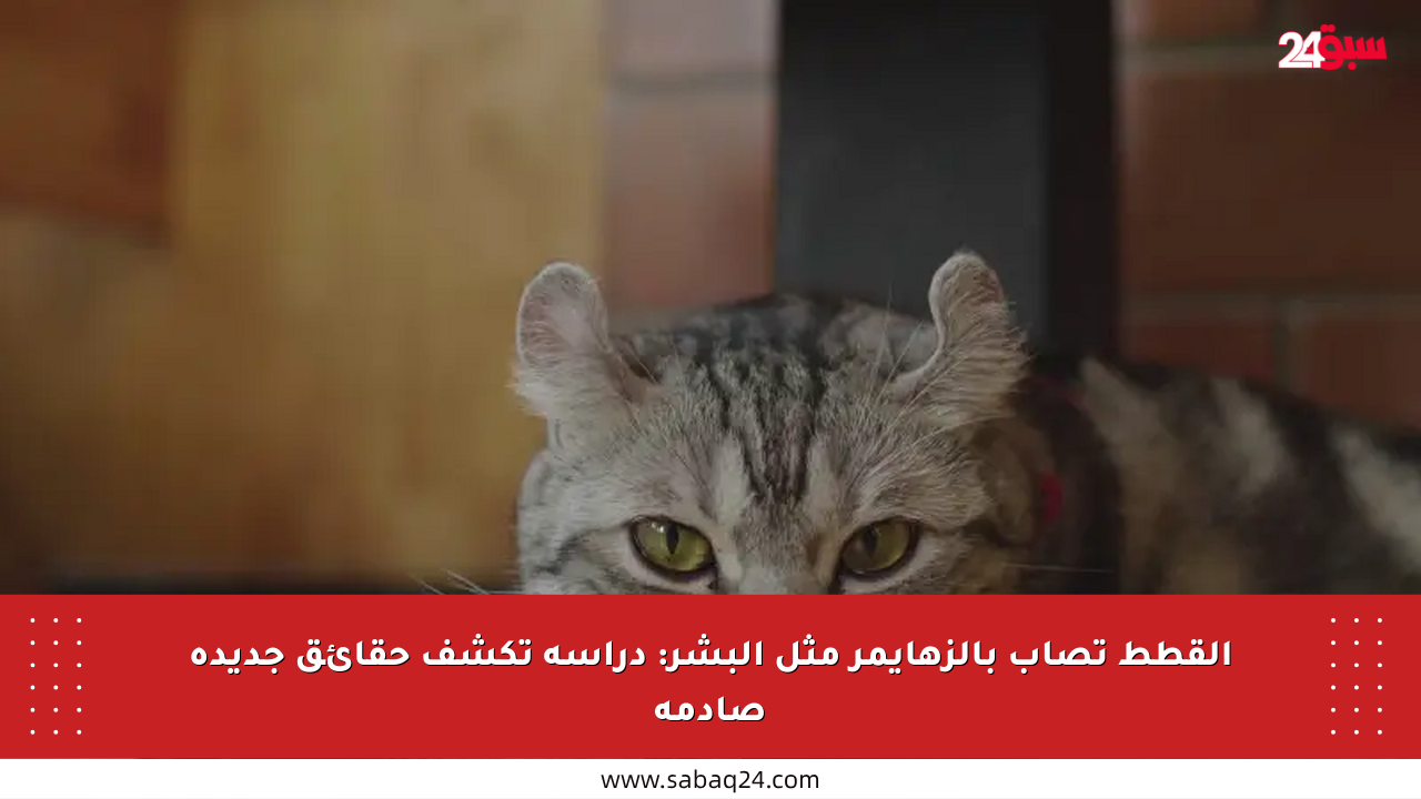 القطط تصاب بالزهايمر مثل البشر: دراسة تكشف حقائق جديدة صادمة